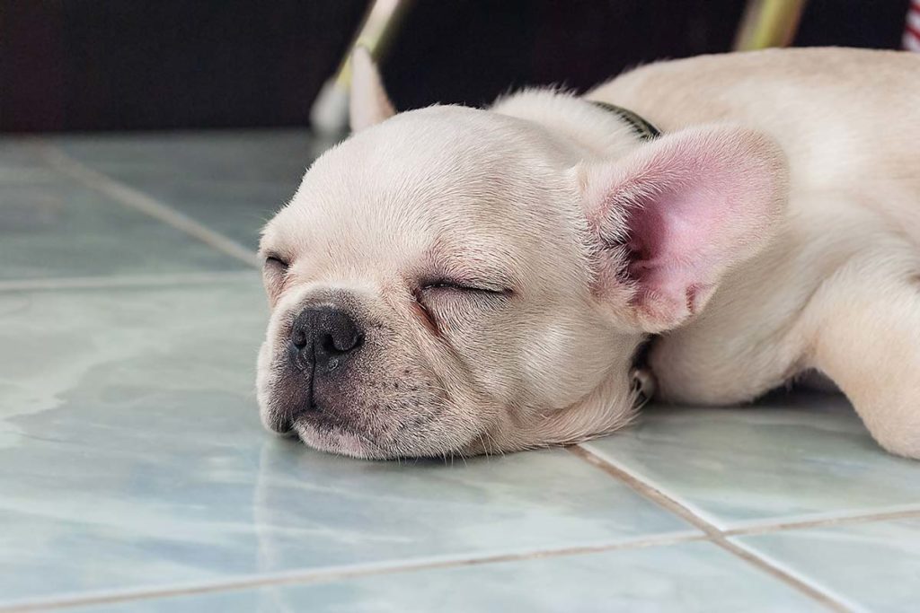 Tired dog sleeping on tile flooring